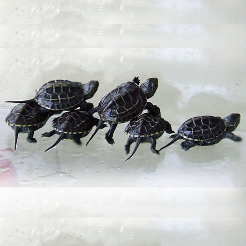 中华草龟 中华草龟高清图 中华土龟 中华扬子龟