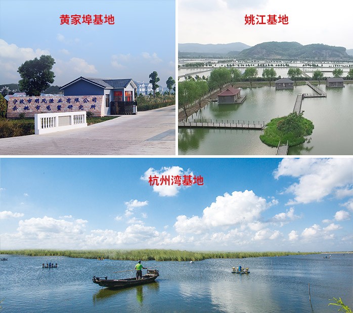 致富经甲鱼_致富甲鱼养殖技术_致富经养甲鱼视频播放